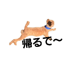 [LINEスタンプ] トイプードルのもち