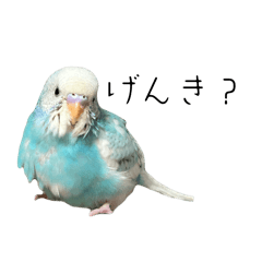 [LINEスタンプ] インコのポッちゃんスタンプ