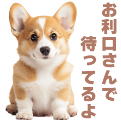 [LINEスタンプ] 毎日使えるコーギー【連絡用・かわいい】