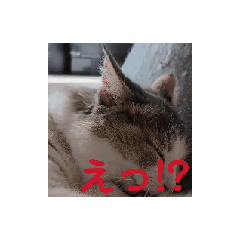 [LINEスタンプ] 猫は液体、チャイも液体。の画像（メイン）