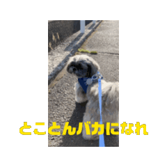 [LINEスタンプ] シーズー犬もふ9