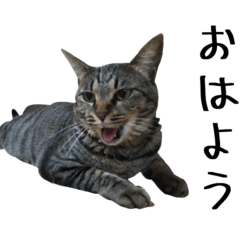 [LINEスタンプ] 【りんご】のスタンプ