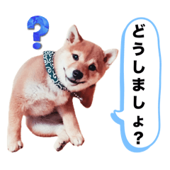 [LINEスタンプ] ☆豆柴☆ ちょっとビジネスライクな柴犬