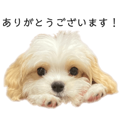 [LINEスタンプ] しょこよるまよスタンプ