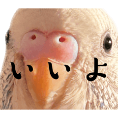 [LINEスタンプ] インコのぽっちゃんスタンプ2