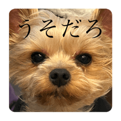 [LINEスタンプ] 福1001