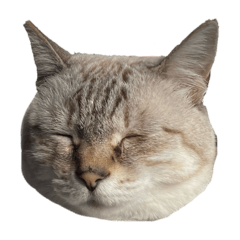 [LINEスタンプ] テンとココ