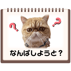 [LINEスタンプ] 本当の博多弁