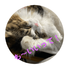 [LINEスタンプ] お猫の生き様