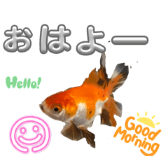 [LINEスタンプ] いつでも使えるkingyoスタンプ
