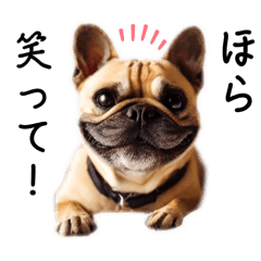 [LINEスタンプ] わんこのかわいい日常2