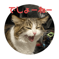 [LINEスタンプ] お猫の生き様2