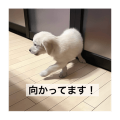 [LINEスタンプ] 英国ゴールデンレトリバー(子犬)マフィン①