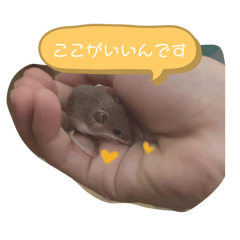 [LINEスタンプ] わがやおうちどうぶつえん