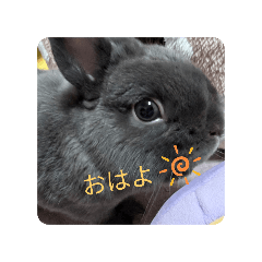 [LINEスタンプ] もちの日常（挨拶）