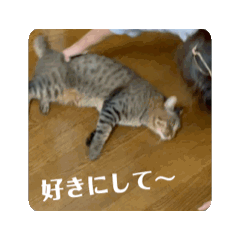 [LINEスタンプ] 動く猫ちゃん(キジトラ)