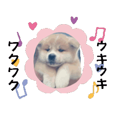 [LINEスタンプ] 秋田犬-迅JIN-じん君の動く使えることば