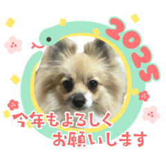 [LINEスタンプ] パーティーカラーのポメラニアン お正月編
