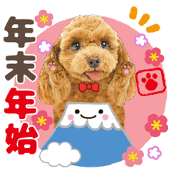 [LINEスタンプ] かわいい犬たち❤️飛び出す正月❤️プードル