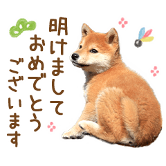 [LINEスタンプ] 年末年始♪冬の柴犬だワン！