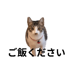 [LINEスタンプ] nyamnyaの画像（メイン）