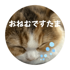 [LINEスタンプ] タマにゃ