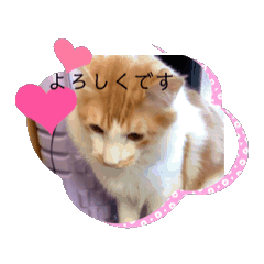 [LINEスタンプ] ミイくんかっこいいね