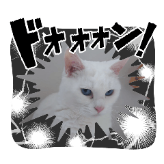 [LINEスタンプ] 猫かわいいわ