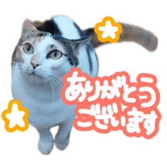[LINEスタンプ] ななちゃん Ver.2