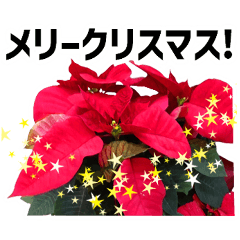 [LINEスタンプ] *花*クリスマス