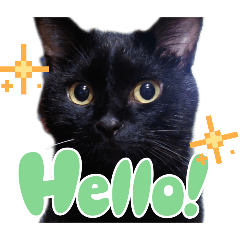 [LINEスタンプ] 我が家の黒猫の福ちゃん