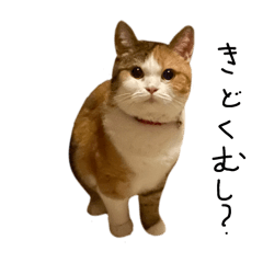 [LINEスタンプ] りんちゃんのきまぐれつたんぷ