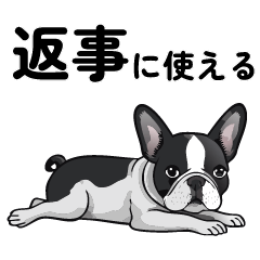 [LINEスタンプ] フレンチブルドッグ★返事で使える敬語★