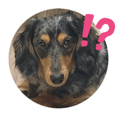 [LINEスタンプ] こてつですスタンプ