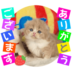 [LINEスタンプ] ねこまーち Queen of Healing