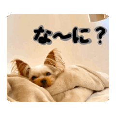 [LINEスタンプ] ヨークシャテリアさんの画像（メイン）