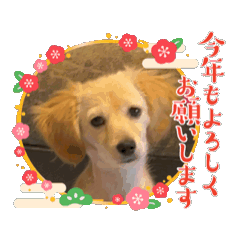 [LINEスタンプ] 動く愛くるしいハク様の画像（メイン）