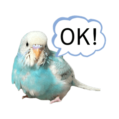 [LINEスタンプ] 一年中使える セキセイインコ のスタンプ