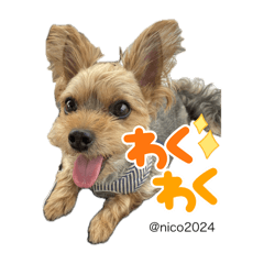 [LINEスタンプ] 幸せ犬家族(ロコ.ニコ.サラン.リル)