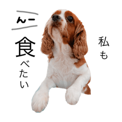 [LINEスタンプ] Dog lover 3:)