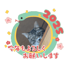 [LINEスタンプ] 保護猫しらすの動くスタンプ（冬）