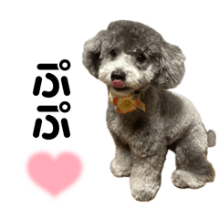 [LINEスタンプ] シュシュのスタンプver.2