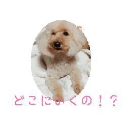 [LINEスタンプ] すごく可愛いトイプードルのりんごちゃん！の画像（メイン）