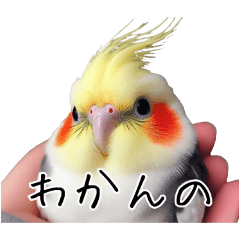 [LINEスタンプ] 若者風オカメインコ