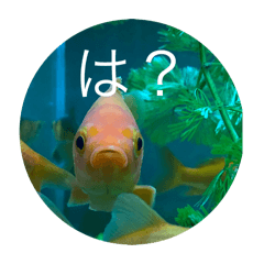 [LINEスタンプ] 家の金魚たち