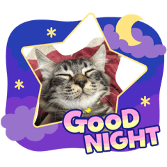 [LINEスタンプ] 猫ラガマフィン日常＆イベントスタンプ