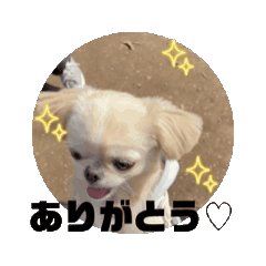 [LINEスタンプ] 動くペキチワのうりちゃん