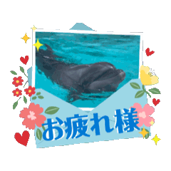 [LINEスタンプ] イルカさん(୨୧•͈ᴗ•͈)◞✧