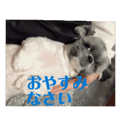 [LINEスタンプ] シーズー犬モフ10の画像（メイン）