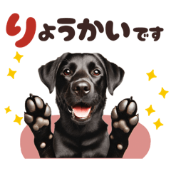 [LINEスタンプ] いつでも使える黒ラブ⭐️